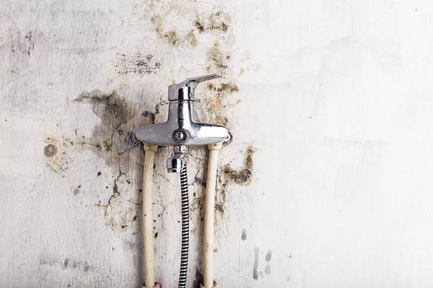 Best Kitchen Mold Remediation in Moncks Corner, SC