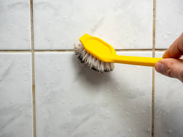 Best Basement Mold Remediation in Moncks Corner, SC