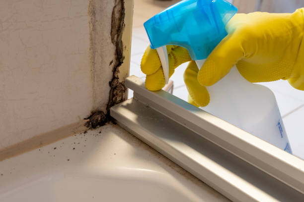 Best DIY Mold Remediation Support Services in Moncks Corner, SC