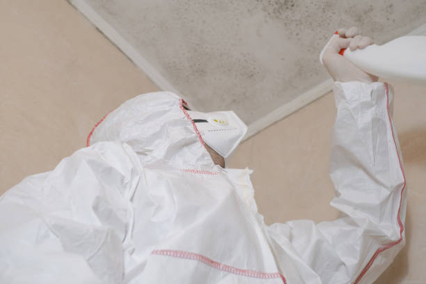 Best Post-Flood Mold Remediation in Moncks Corner, SC