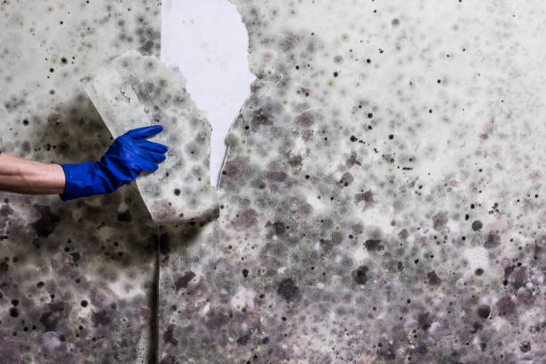 Best Insurance-Related Mold Remediation in Moncks Corner, SC